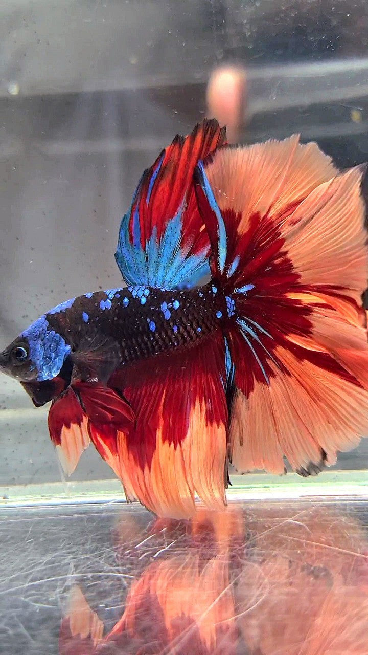 HALFMOON ROSETAIL BLACK GALAXY AVATAR BLUE ORANGE FIRE PATTERN VARIATION BETTA FISH