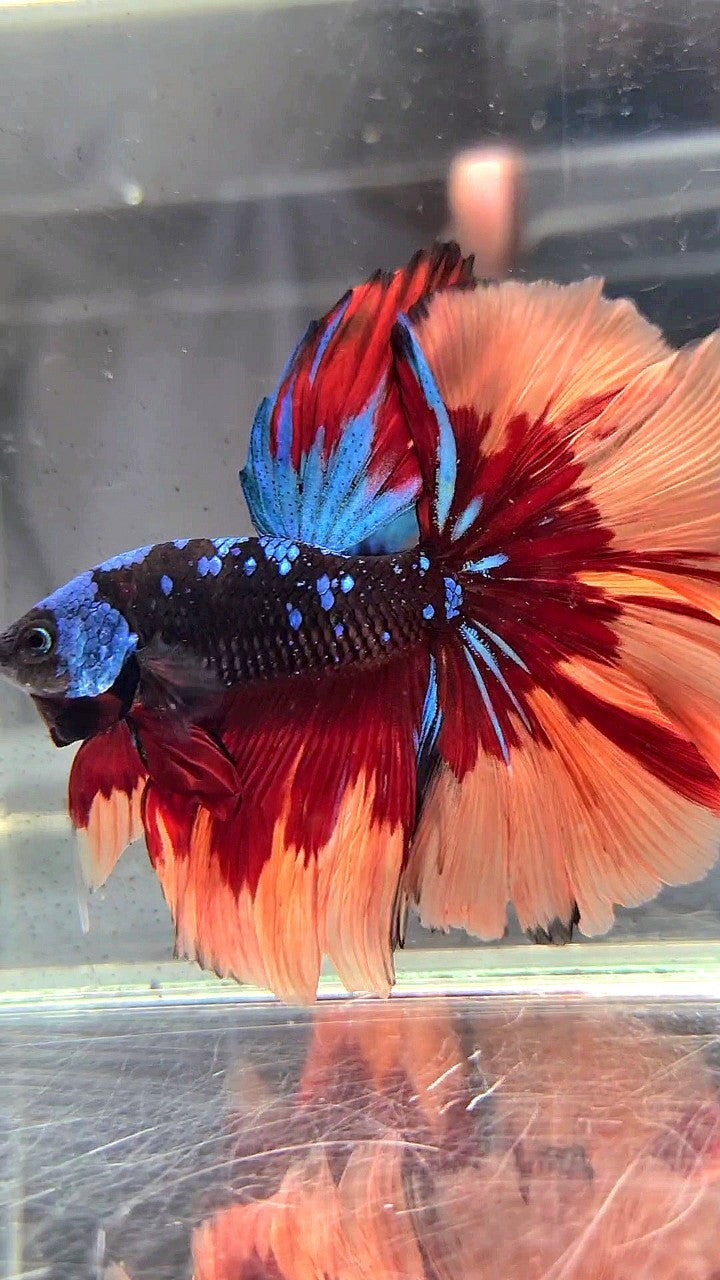 HALFMOON ROSETAIL BLACK GALAXY AVATAR BLUE ORANGE FIRE PATTERN VARIATION BETTA FISH