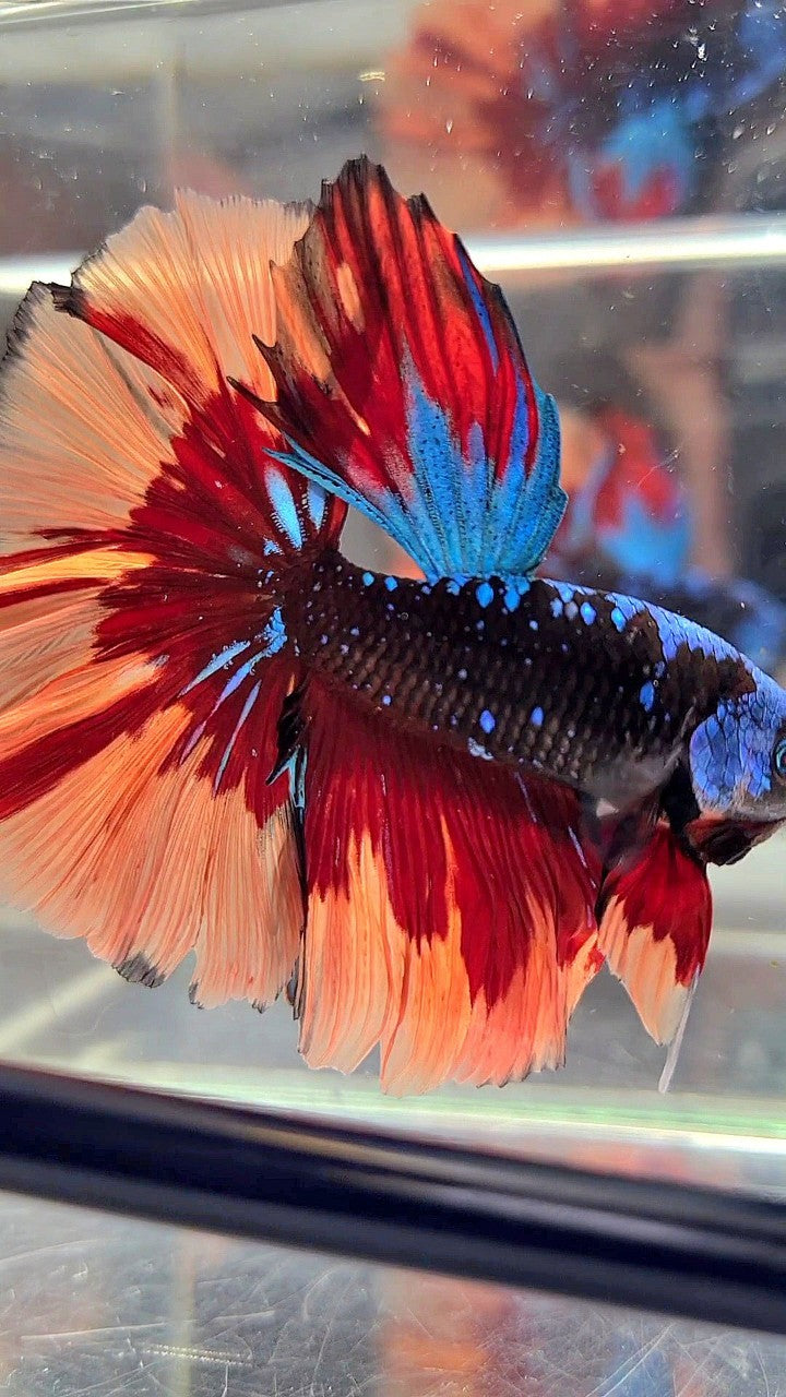 HALFMOON ROSETAIL BLACK GALAXY AVATAR BLUE ORANGE FIRE PATTERN VARIATION BETTA FISH