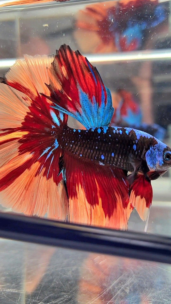 HALFMOON ROSETAIL BLACK GALAXY AVATAR BLUE ORANGE FIRE PATTERN VARIATION BETTA FISH