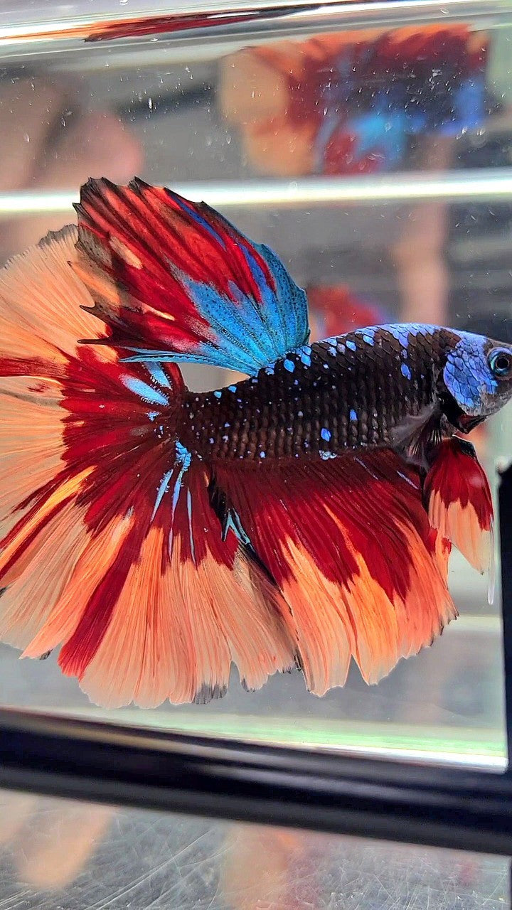 HALFMOON ROSETAIL BLACK GALAXY AVATAR BLUE ORANGE FIRE PATTERN VARIATION BETTA FISH