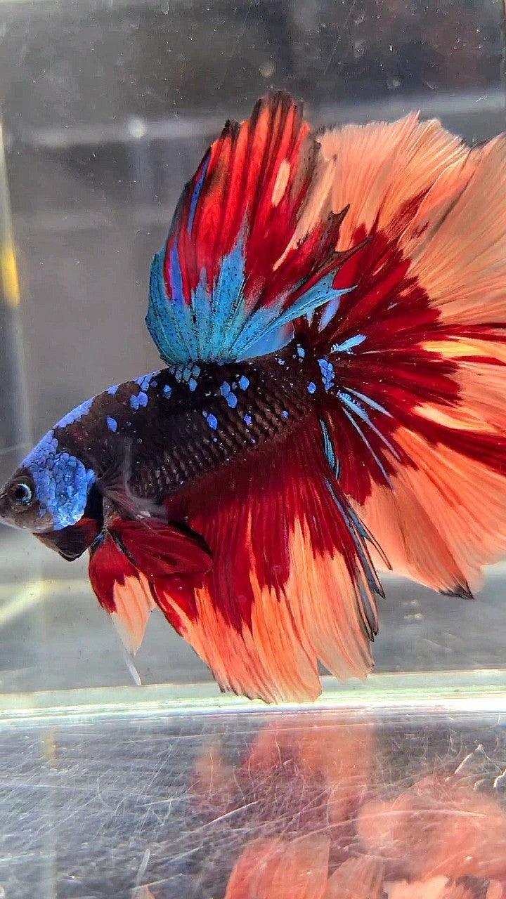 HALFMOON ROSETAIL BLACK GALAXY AVATAR BLUE ORANGE FIRE PATTERN VARIATION BETTA FISH