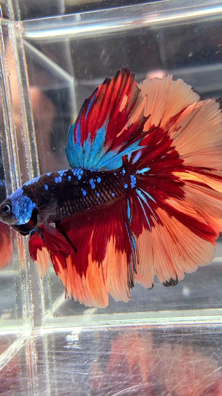 HALFMOON ROSETAIL BLACK GALAXY AVATAR BLUE ORANGE FIRE PATTERN VARIATION BETTA FISH