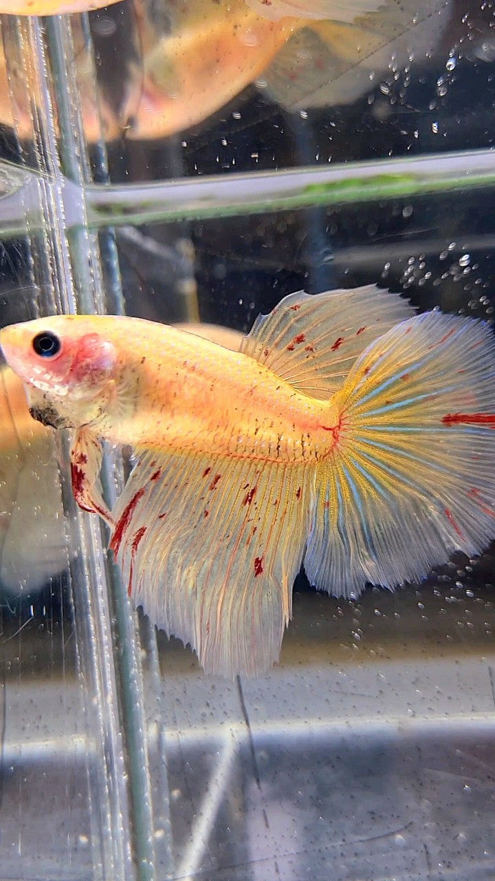 LUXURY XL FEMALE HALFMOON OVERTAIL ROSETAIL YELLOW VANDA BETTA FISH