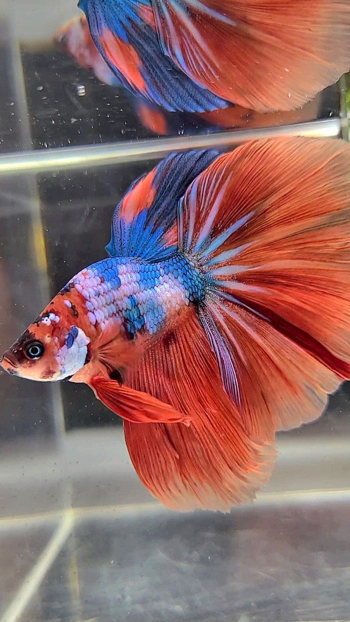 BONSAI HALFMOON ROSETAIL ORANGE BLUE FANCY MULTICOLOR BETTA FISH