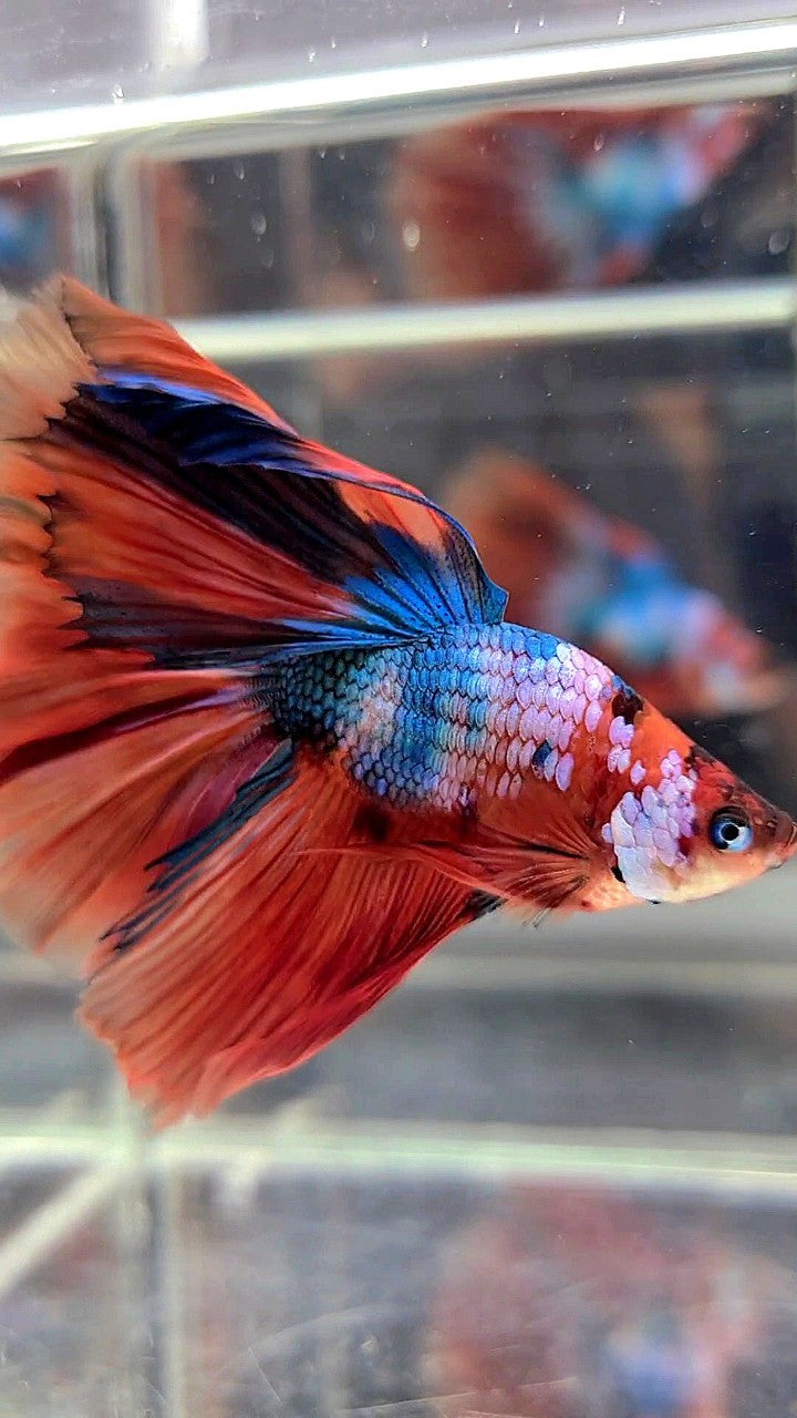 BONSAI HALFMOON ROSETAIL ORANGE BLUE FANCY MULTICOLOR BETTA FISH