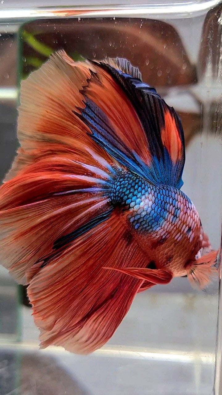 BONSAI HALFMOON ROSETAIL ORANGE BLUE FANCY MULTICOLOR BETTA FISH