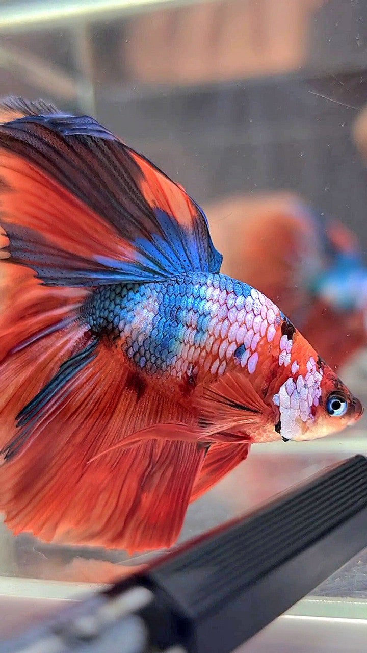 BONSAI HALFMOON ROSETAIL ORANGE BLUE FANCY MULTICOLOR BETTA FISH