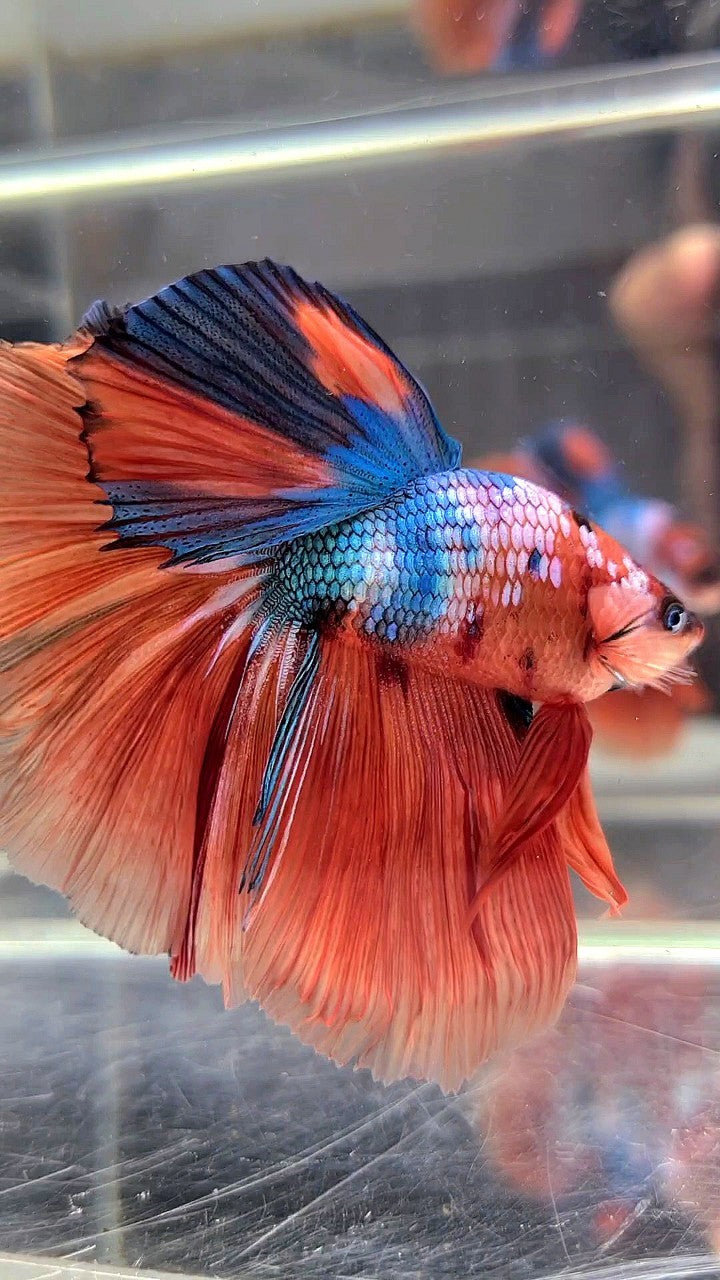 BONSAI HALFMOON ROSETAIL ORANGE BLUE FANCY MULTICOLOR BETTA FISH