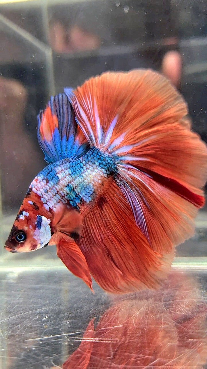 BONSAI HALFMOON ROSETAIL ORANGE BLUE FANCY MULTICOLOR BETTA FISH