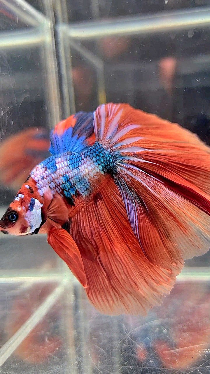 BONSAI HALFMOON ROSETAIL ORANGE BLUE FANCY MULTICOLOR BETTA FISH