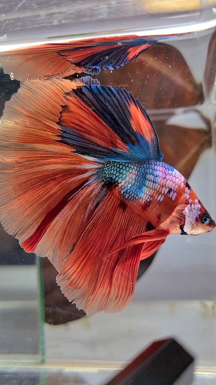 BONSAI HALFMOON ROSETAIL ORANGE BLUE FANCY MULTICOLOR BETTA FISH