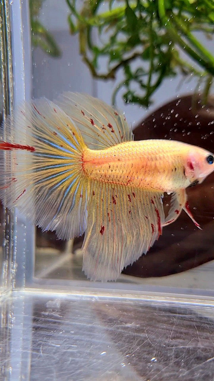 LUXURY XL FEMALE HALFMOON OVERTAIL ROSETAIL YELLOW VANDA BETTA FISH