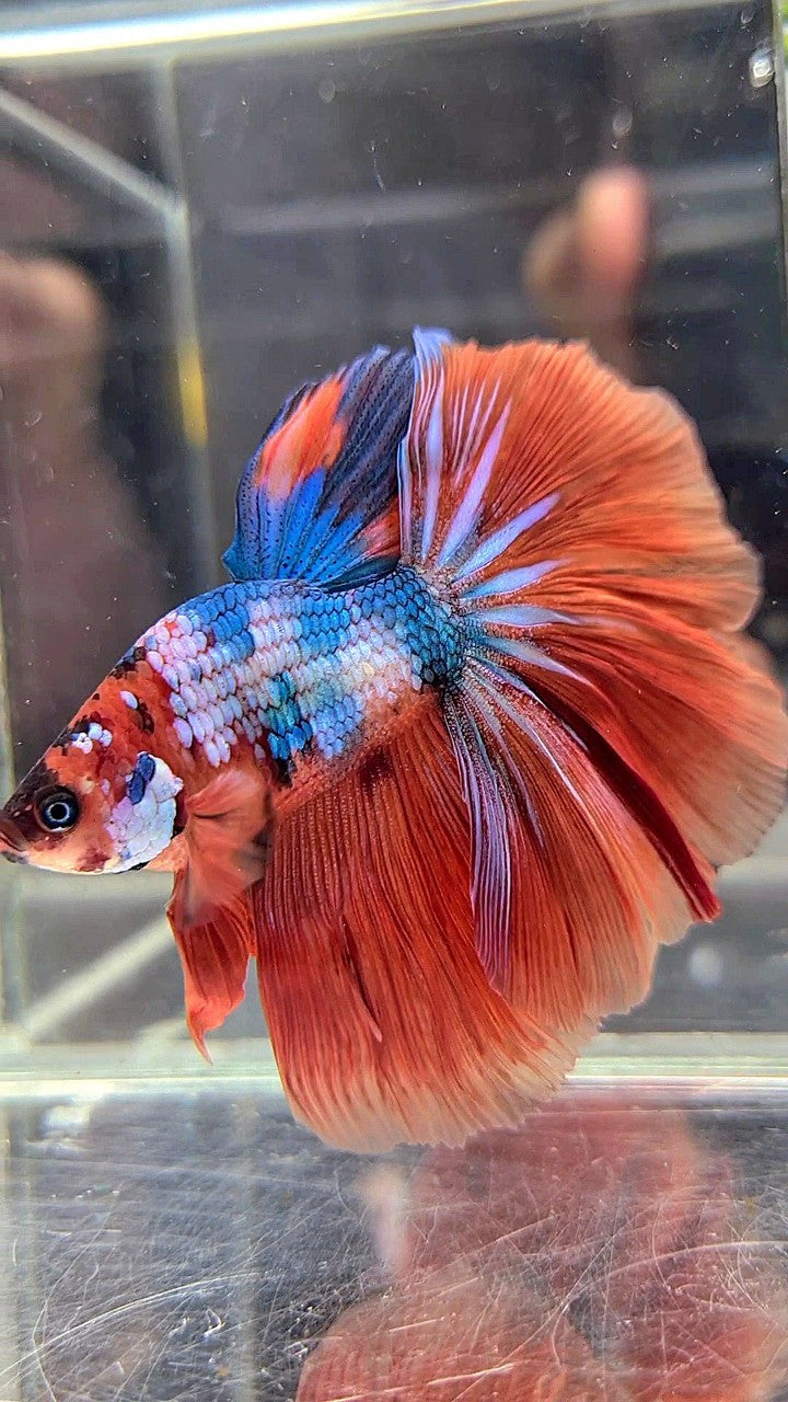 BONSAI HALFMOON ROSETAIL ORANGE BLUE FANCY MULTICOLOR BETTA FISH