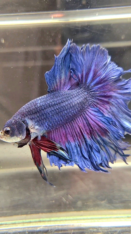 XL HALFMOON ROSETAIL BLUE PURPLE BETTA FISH