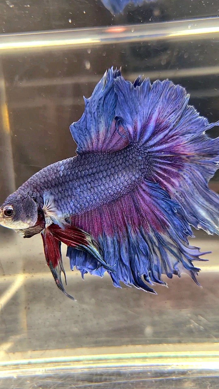 XL HALFMOON ROSETAIL BLUE PURPLE BETTA FISH