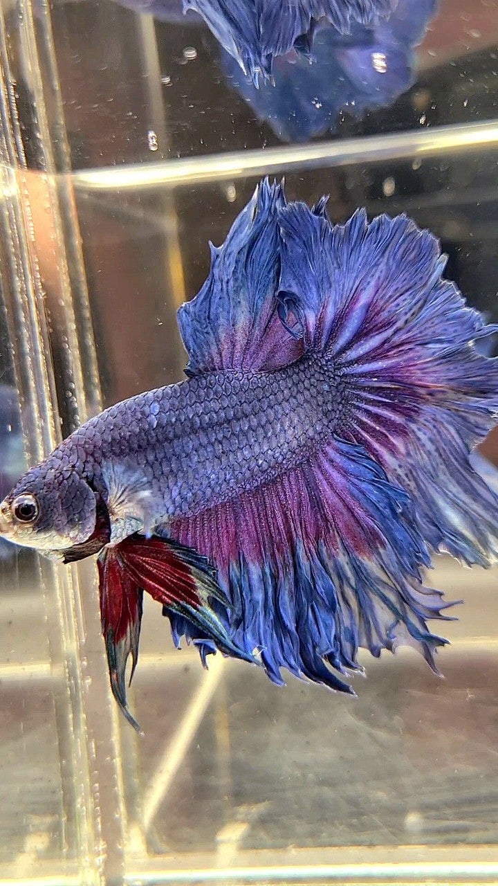 XL HALFMOON ROSETAIL BLUE PURPLE BETTA FISH