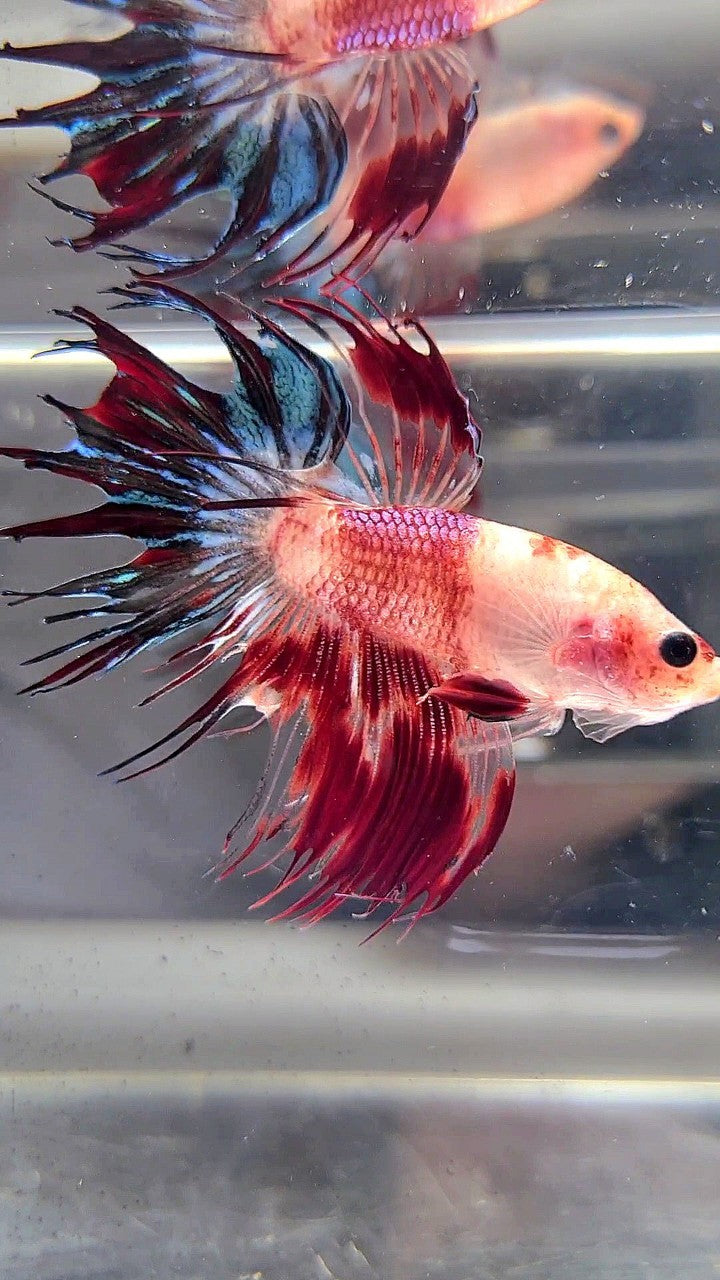 CROWNTAIL BARE FACE AOC UNIQUE BETTA FISH