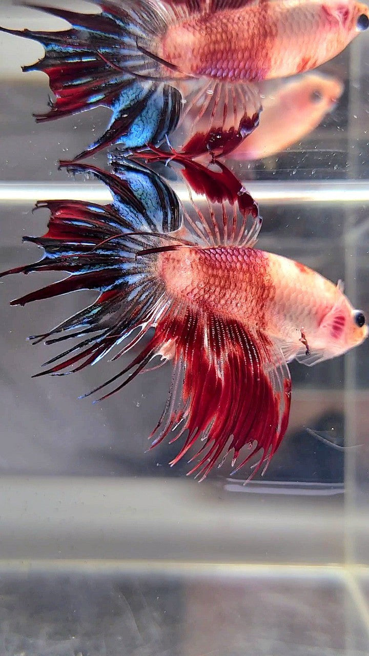 CROWNTAIL BARE FACE AOC UNIQUE BETTA FISH