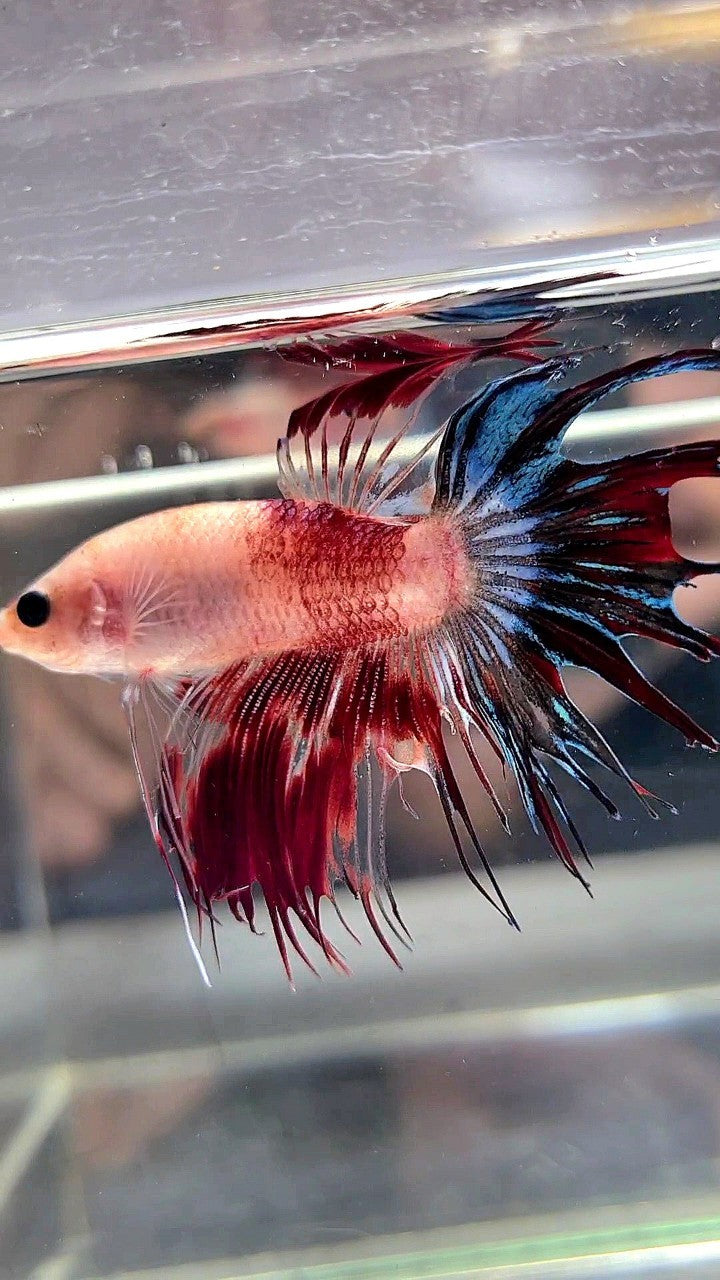 CROWNTAIL BARE FACE AOC UNIQUE BETTA FISH