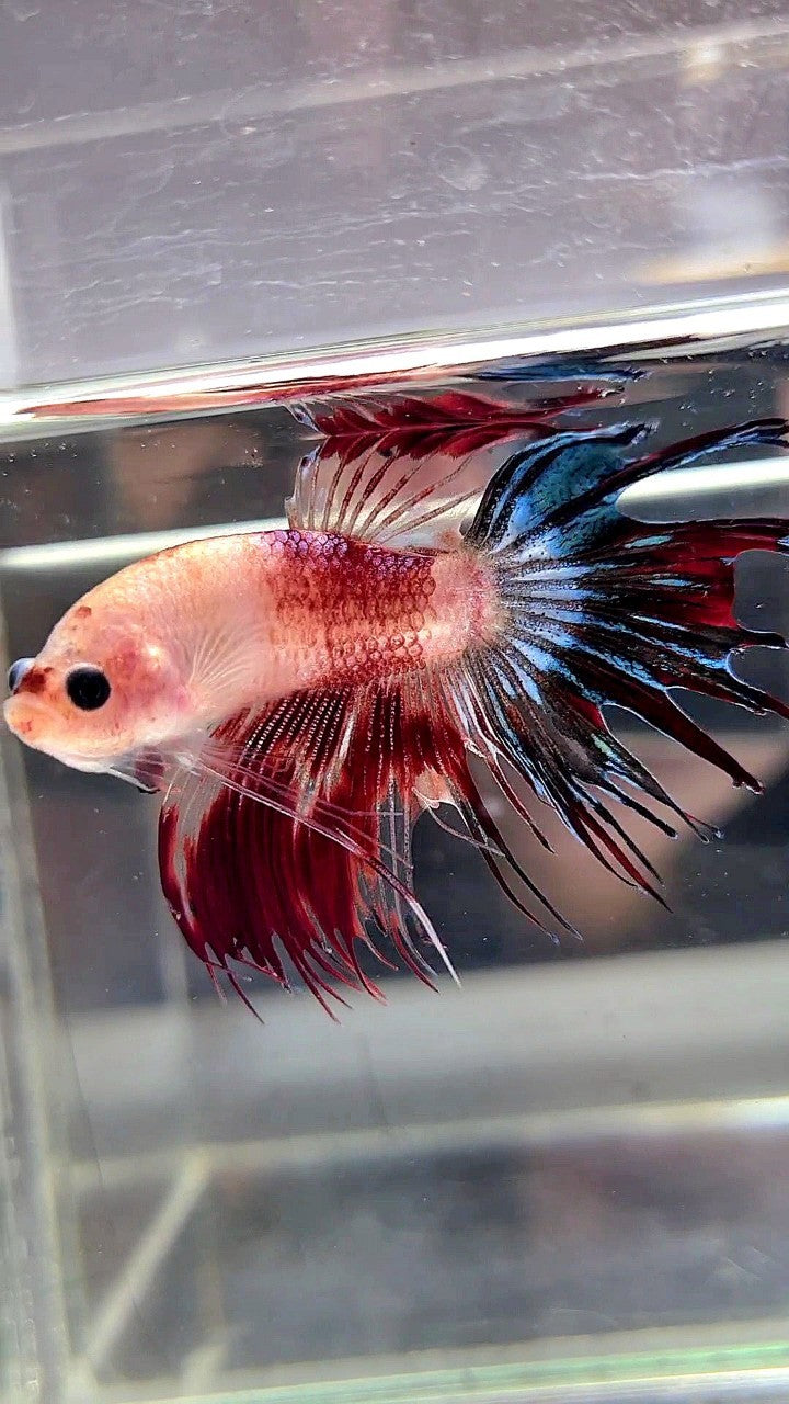 CROWNTAIL BARE FACE AOC UNIQUE BETTA FISH