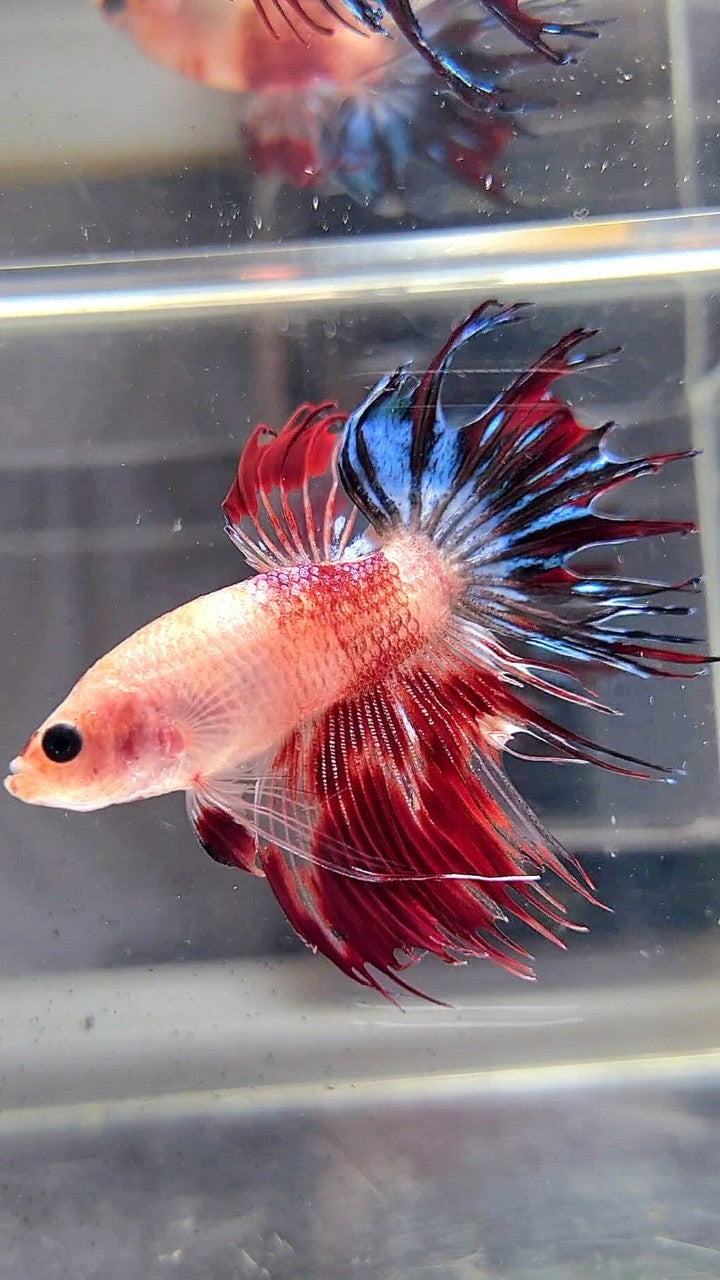 CROWNTAIL BARE FACE AOC UNIQUE BETTA FISH