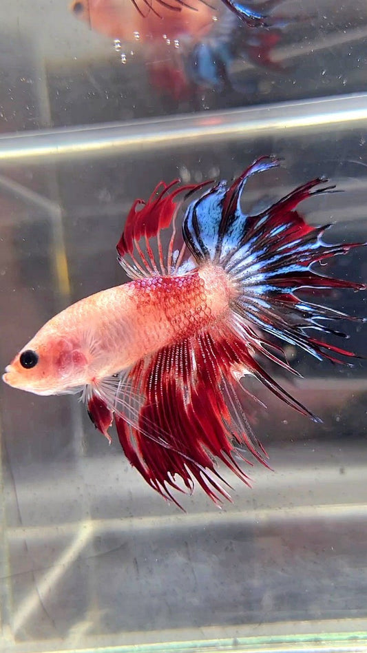 CROWNTAIL BARE FACE AOC UNIQUE BETTA FISH