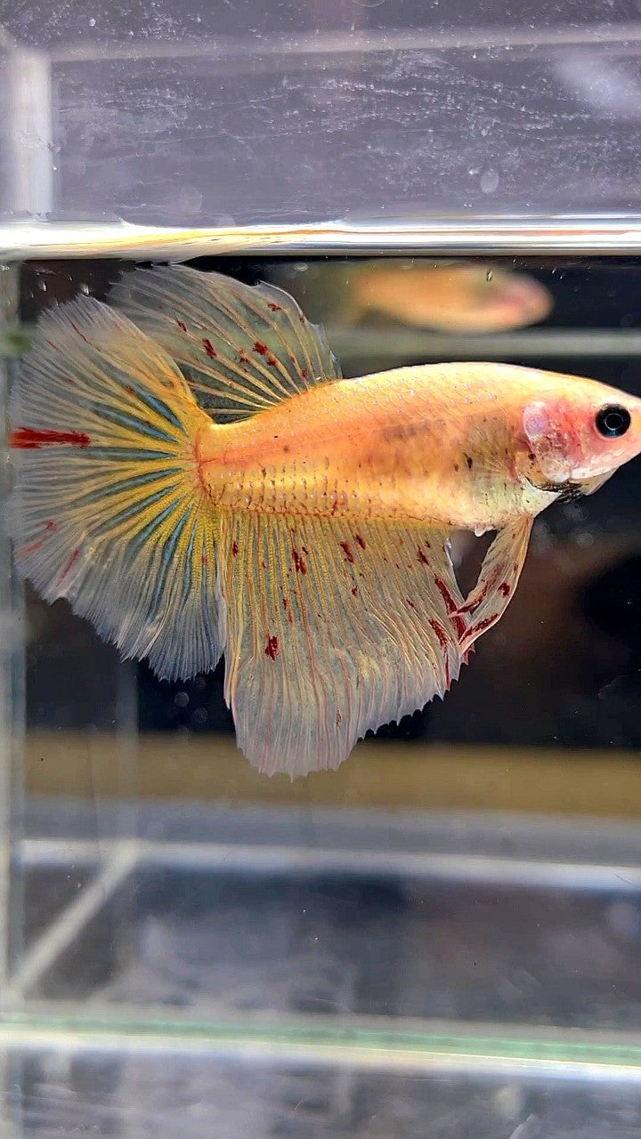 LUXURY XL FEMALE HALFMOON OVERTAIL ROSETAIL YELLOW VANDA BETTA FISH