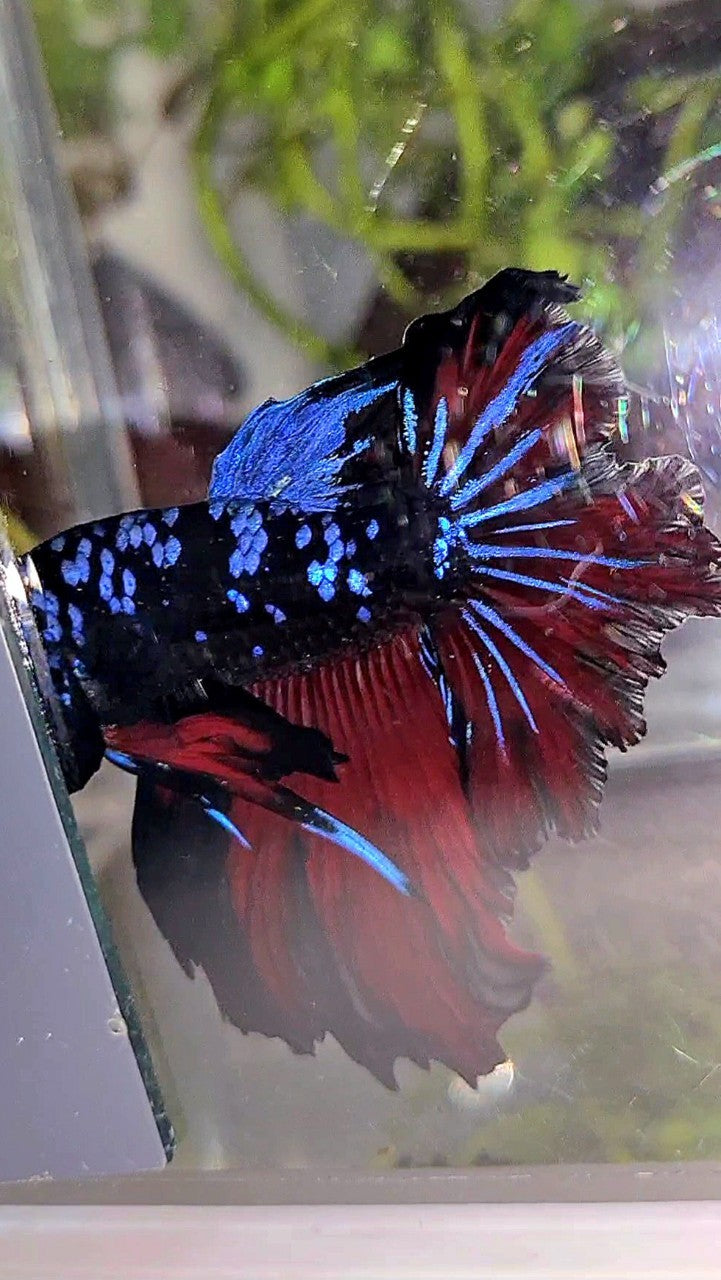 HALFMOON ROSETAIL BLACK GALAXY BLUE AVATAR VAMPIRE BETTA FISH