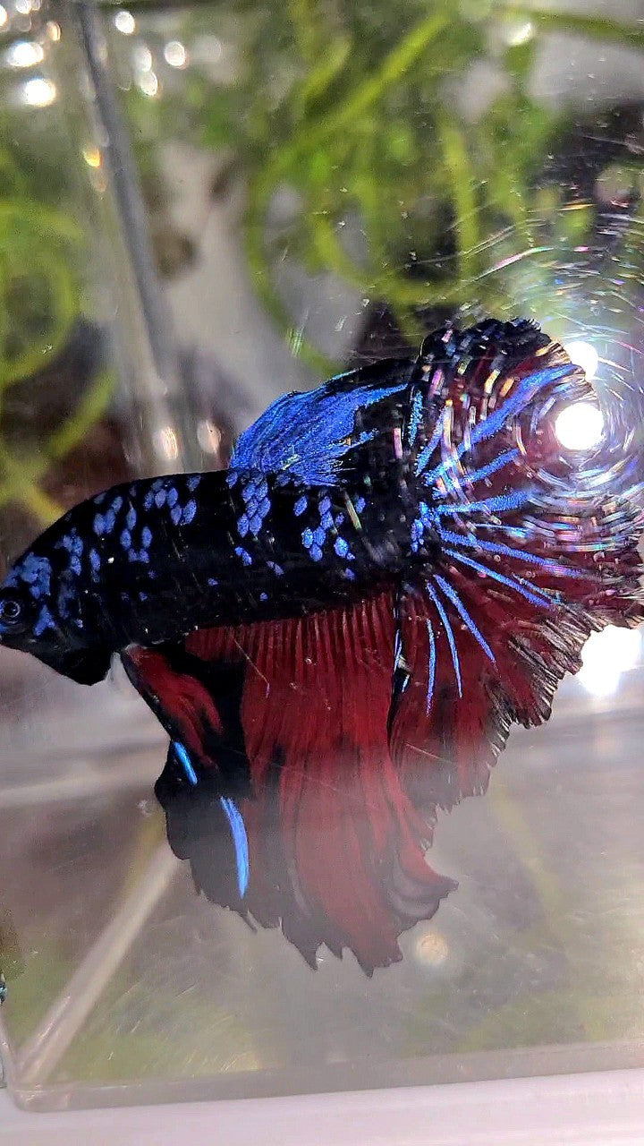 HALFMOON ROSETAIL BLACK GALAXY BLUE AVATAR VAMPIRE BETTA FISH