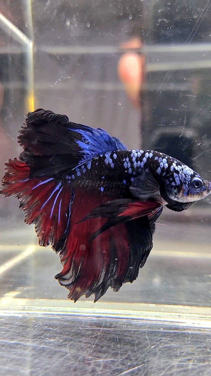 HALFMOON ROSETAIL BLACK GALAXY BLUE AVATAR VAMPIRE BETTA FISH