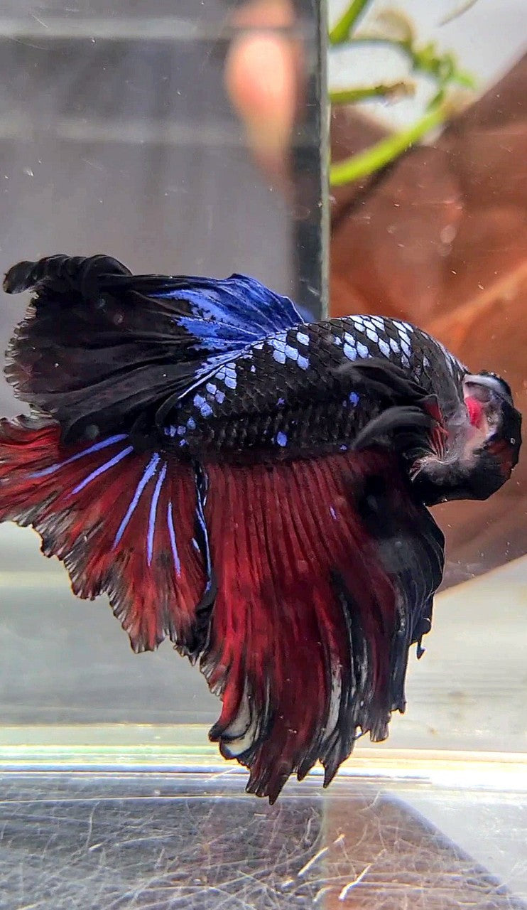 HALFMOON ROSETAIL BLACK GALAXY BLUE AVATAR VAMPIRE BETTA FISH