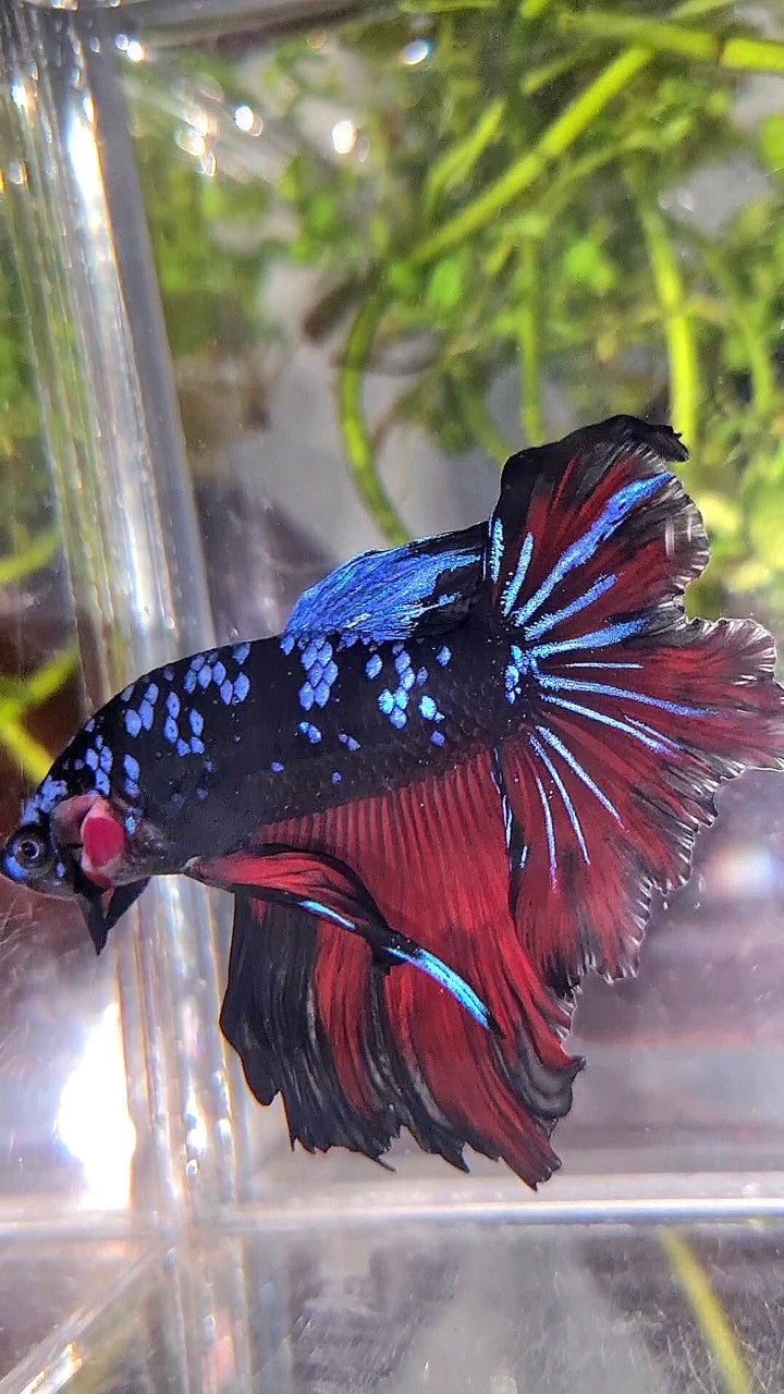 HALFMOON ROSETAIL BLACK GALAXY BLUE AVATAR VAMPIRE BETTA FISH