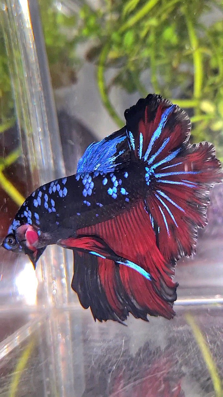HALFMOON ROSETAIL BLACK GALAXY BLUE AVATAR VAMPIRE BETTA FISH – Rare ...
