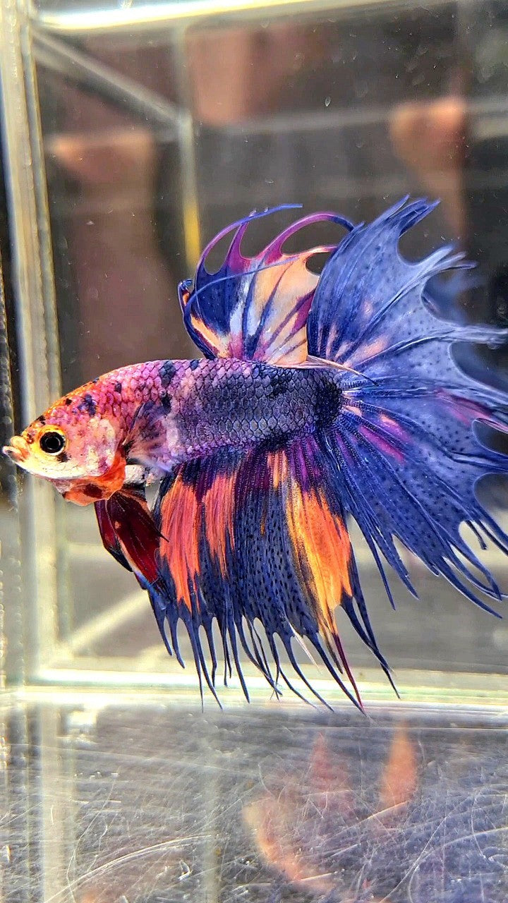 CROWNTAIL BLUE PURPLE CANDY MULTICOLOR BETTA FISH