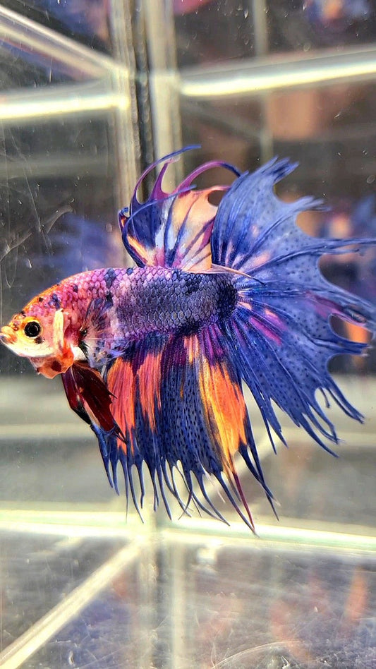 CROWNTAIL BLUE PURPLE CANDY MULTICOLOR BETTA FISH