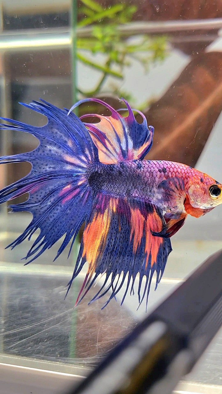 CROWNTAIL BLUE PURPLE CANDY MULTICOLOR BETTA FISH