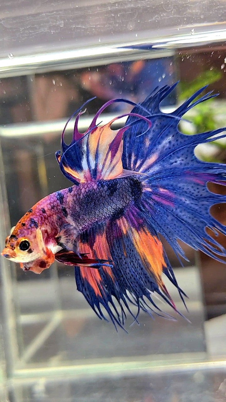 CROWNTAIL BLUE PURPLE CANDY MULTICOLOR BETTA FISH