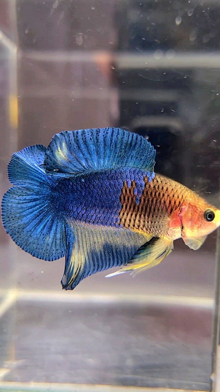 Yellow fancy orders betta