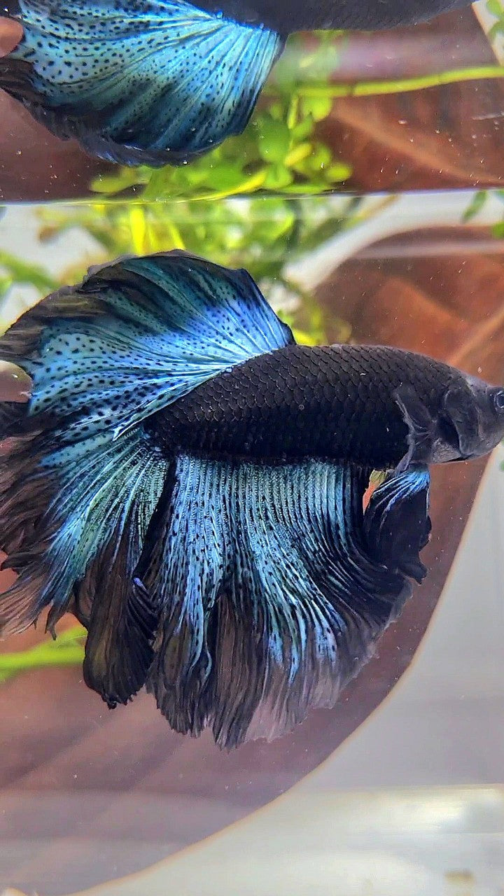 HALFMOON ROSETAIL BLACK BODY AVATAR BICOLOR PATTERN BETTA FISH