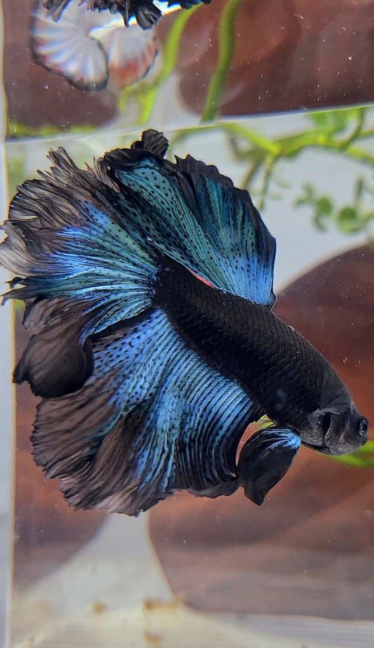 HALFMOON ROSETAIL BLACK BODY AVATAR BICOLOR PATTERN BETTA FISH