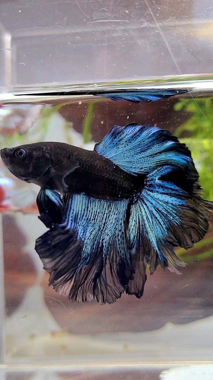 HALFMOON ROSETAIL BLACK BODY AVATAR BICOLOR PATTERN BETTA FISH