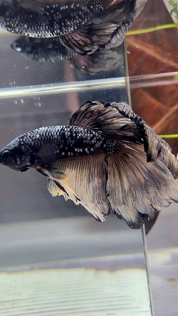 HALFMOON ROSETAIL BLACK GALAXY AVATAR COPPER YELLOW BETTA FISH