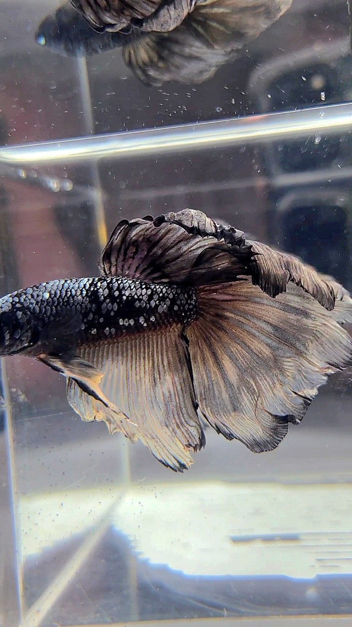 HALFMOON ROSETAIL BLACK GALAXY AVATAR COPPER YELLOW BETTA FISH