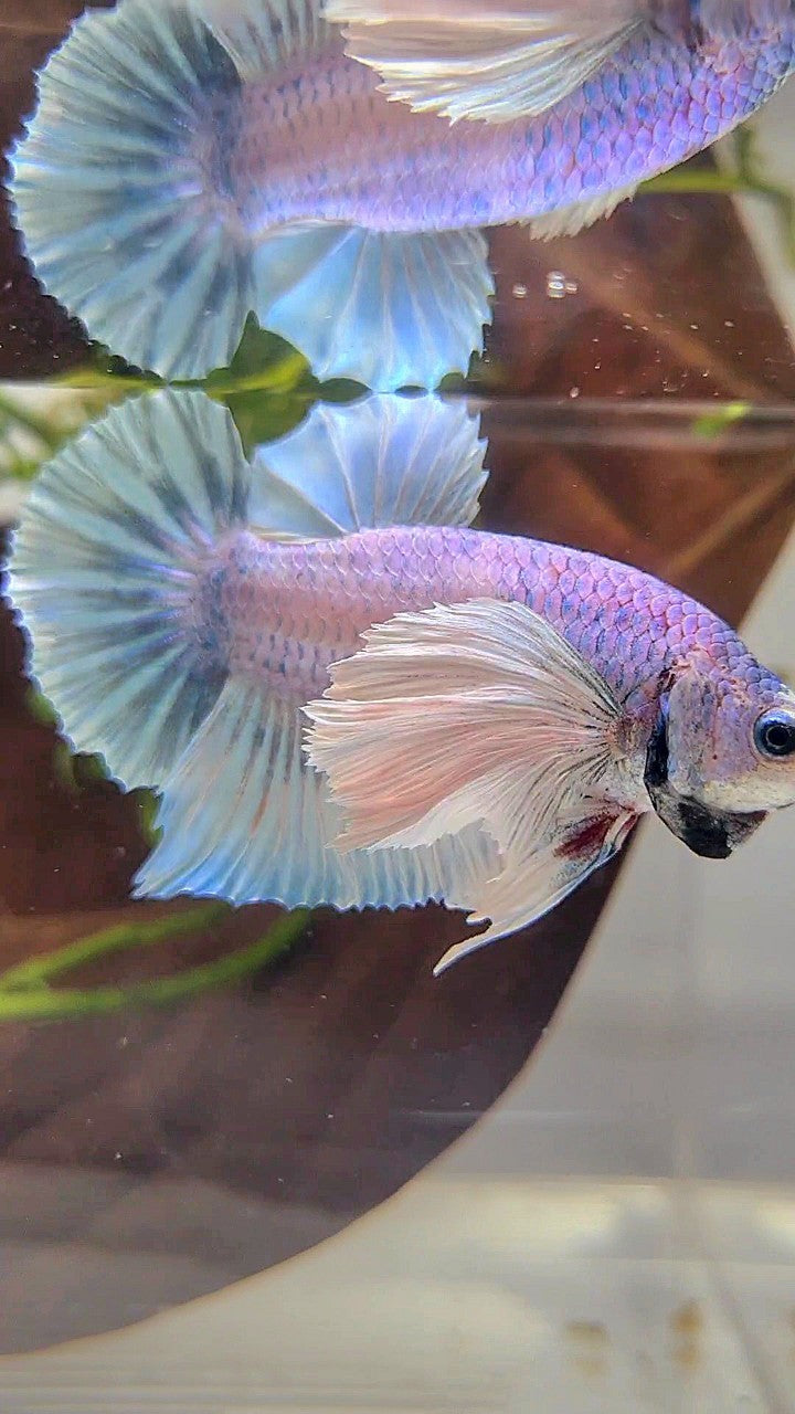 PLAKAT SUPER DUMBO EAR BLUE GRIZZLE BETTA FISH