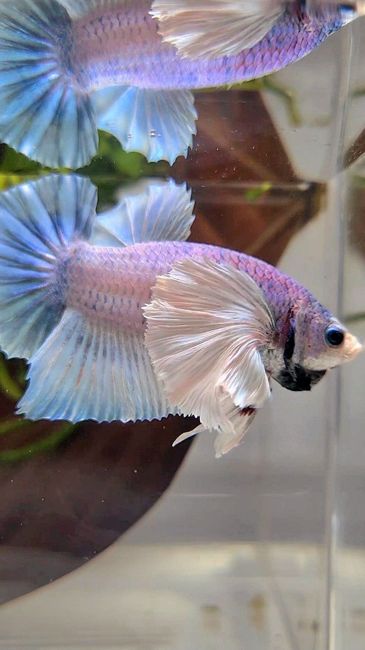 PLAKAT SUPER DUMBO EAR BLUE GRIZZLE BETTA FISH