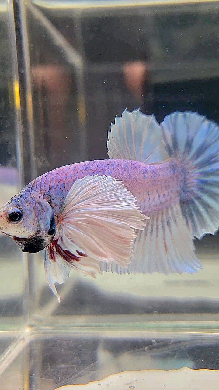 PLAKAT SUPER DUMBO EAR BLUE GRIZZLE BETTA FISH