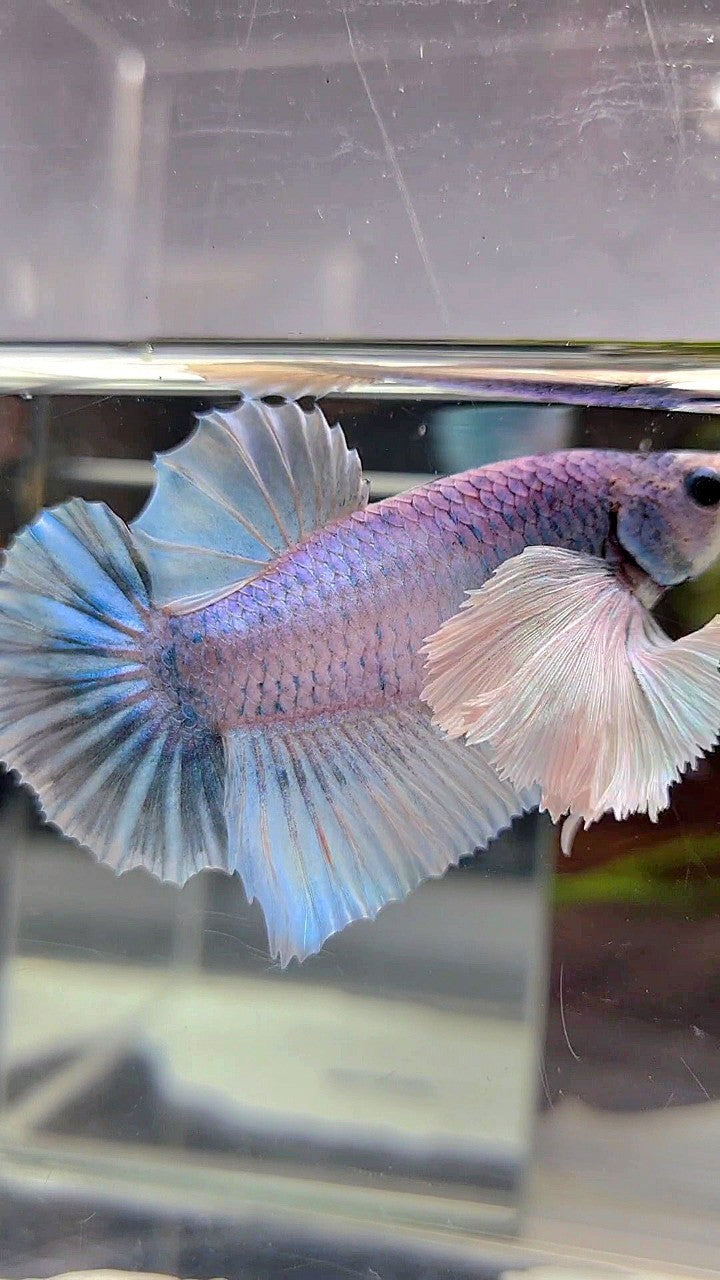 PLAKAT SUPER DUMBO EAR BLUE GRIZZLE BETTA FISH