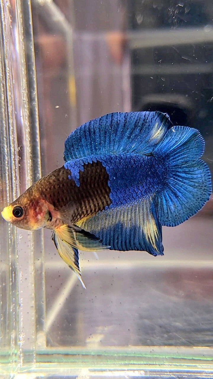 PLAKAT DOUBLE TAIL YELLOW HEAD BLUE FANCY BETTA FISH