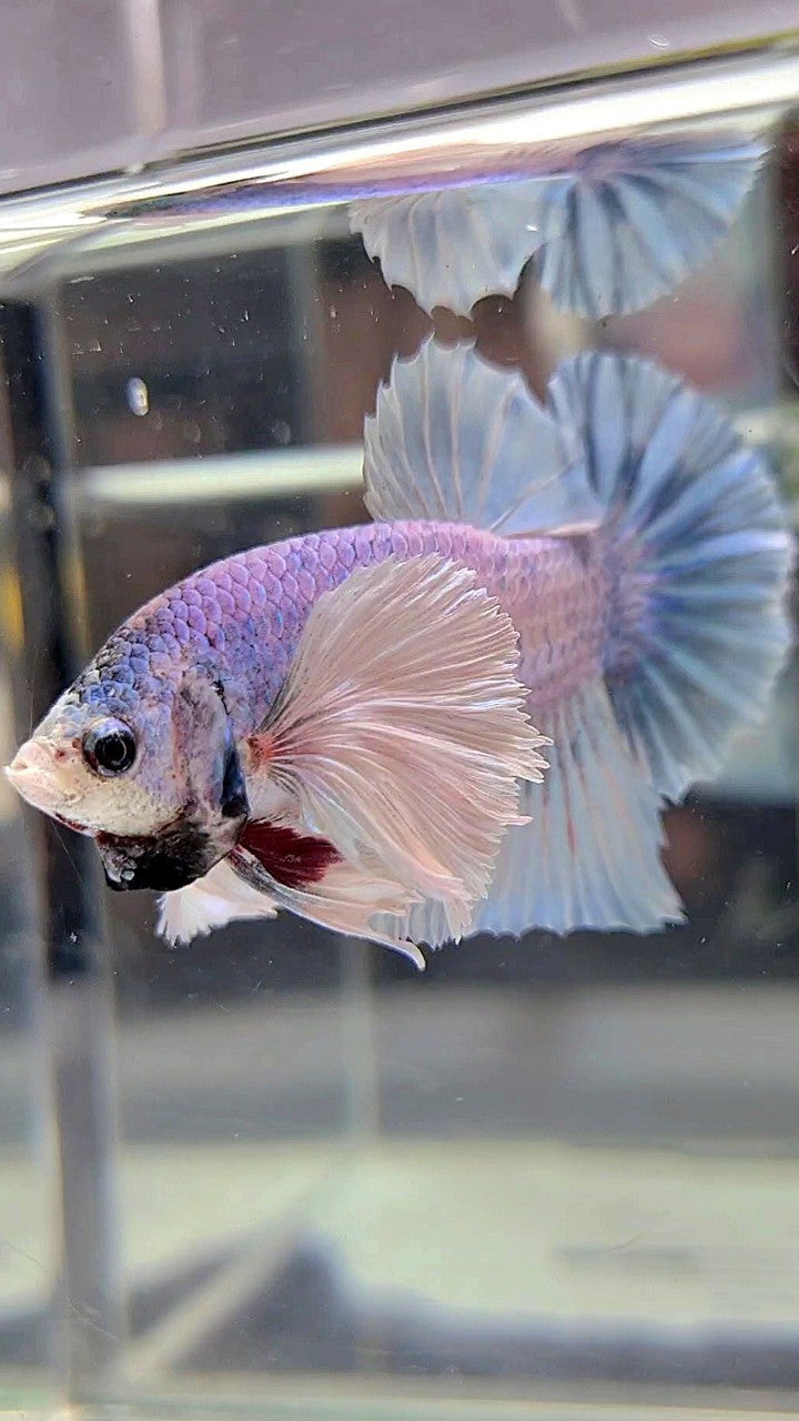 PLAKAT SUPER DUMBO EAR BLUE GRIZZLE BETTA FISH